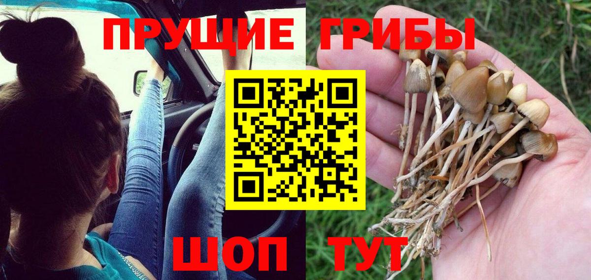 Псилоцибиновые грибы Psilocybine cubensis  Вход с VPN  Александров 